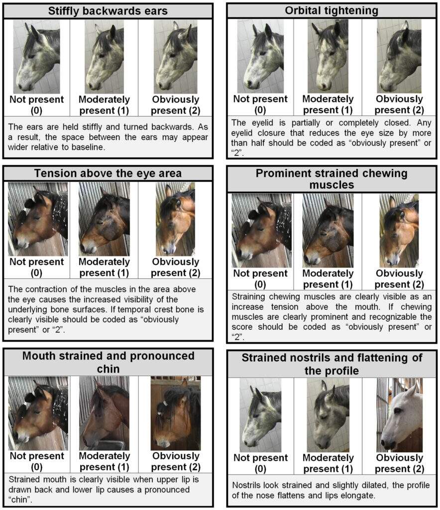 What Is Your Horse Trying To Tell You The Horse