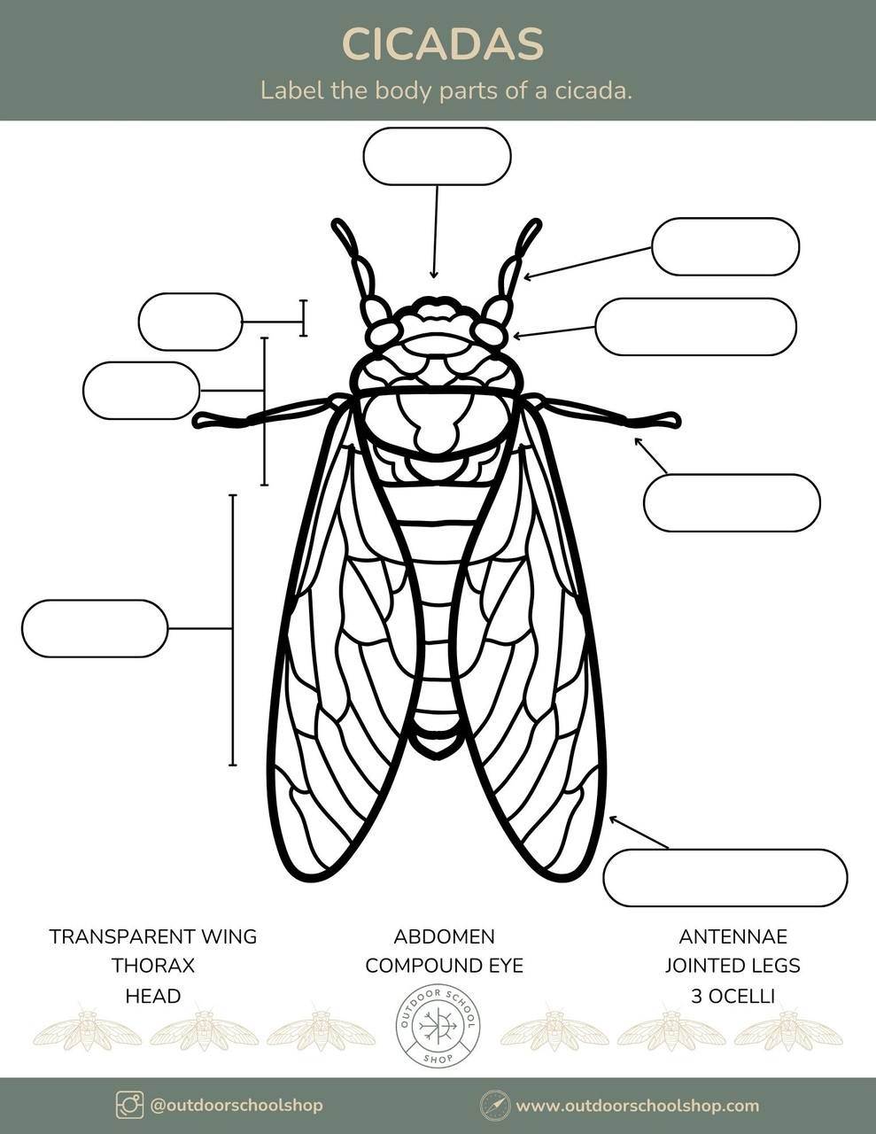 What S Making All That Noise Cicadas What S Making All That Noise Cicadas