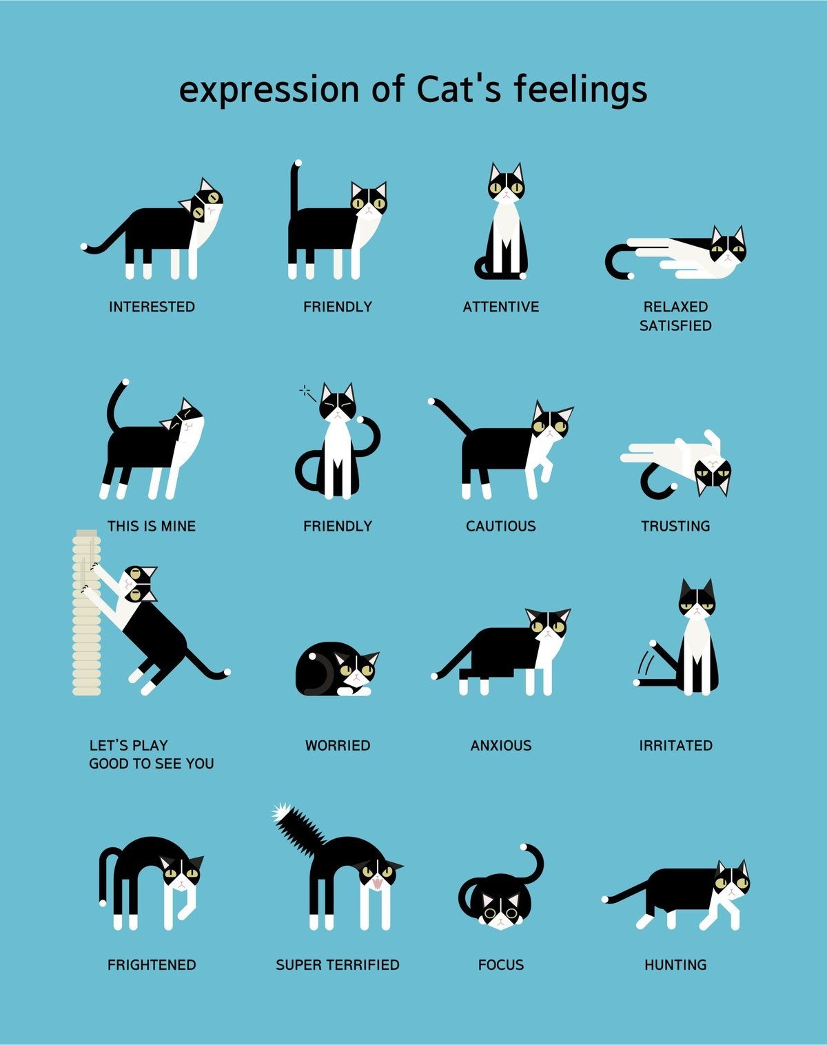 What Your Cat S Body Language Means PrettyLitter What Your Cat S Body Language Means PrettyLitter