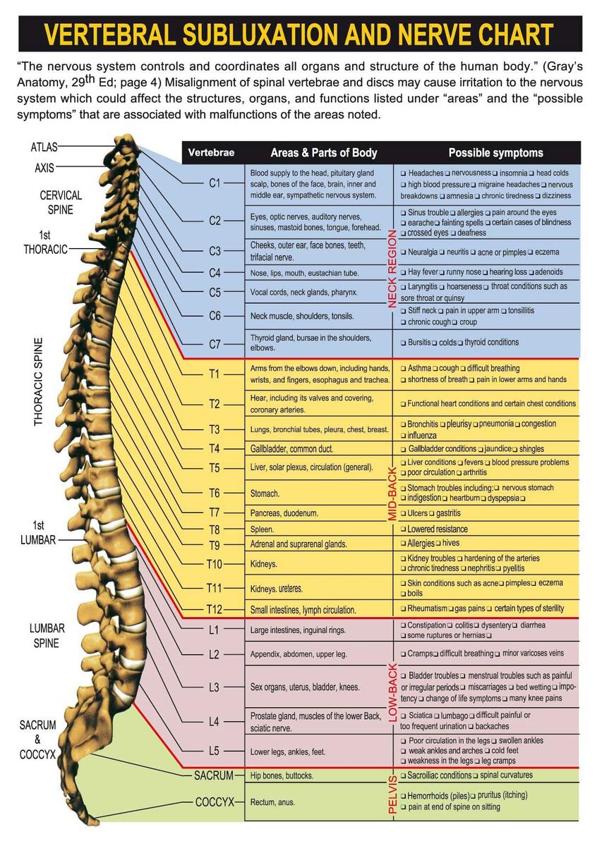 Where Do Your Nerves Go ADIO Chiropractic Center
