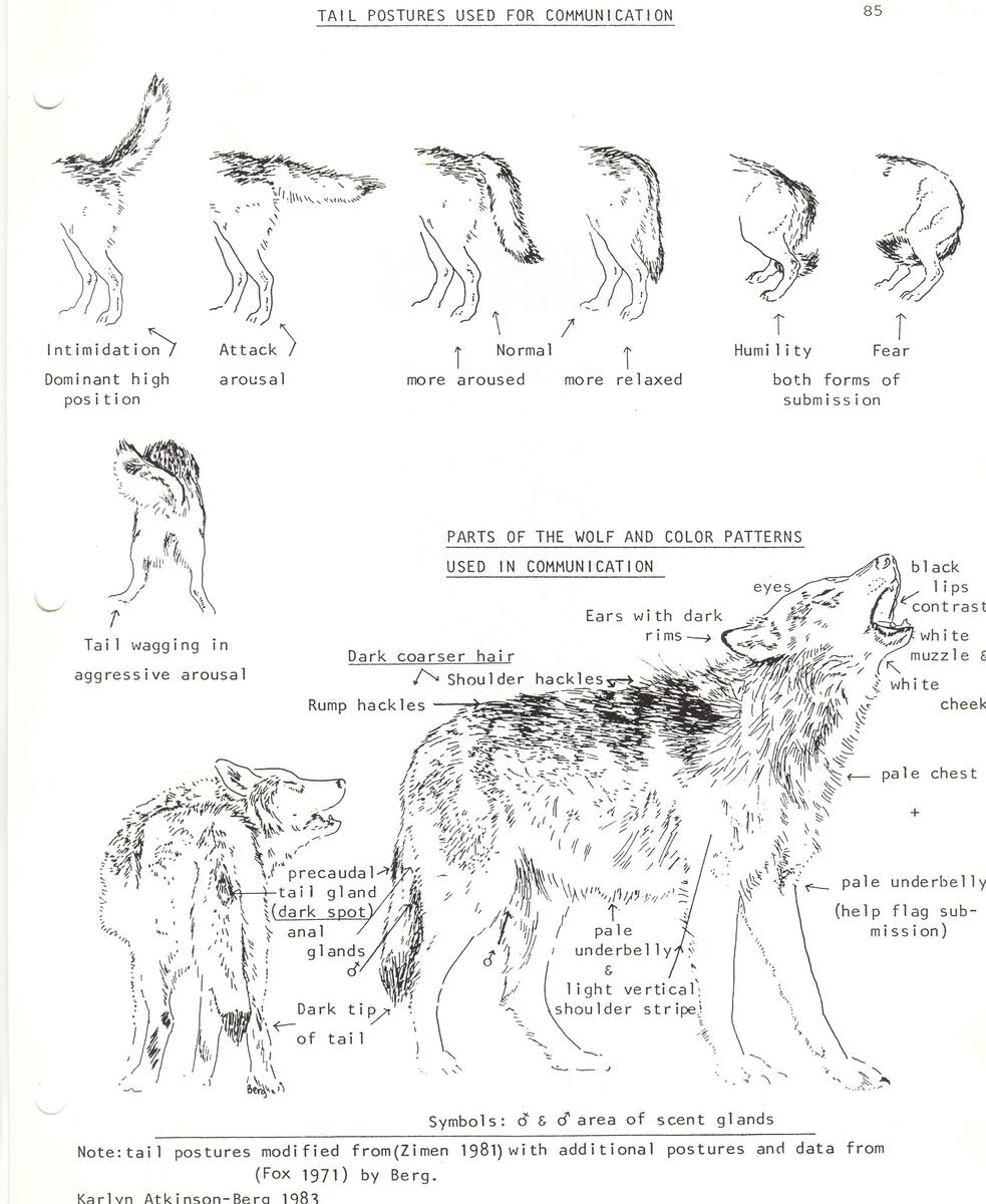 Wolf Ethology Communication Wolf Ethology Communication