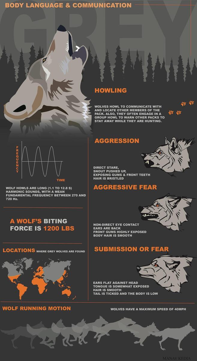 Wolf S Body Language Communication Plus Other Stuff R Coolguides Wolf S Body Language Communication Plus Other Stuff R Coolguides