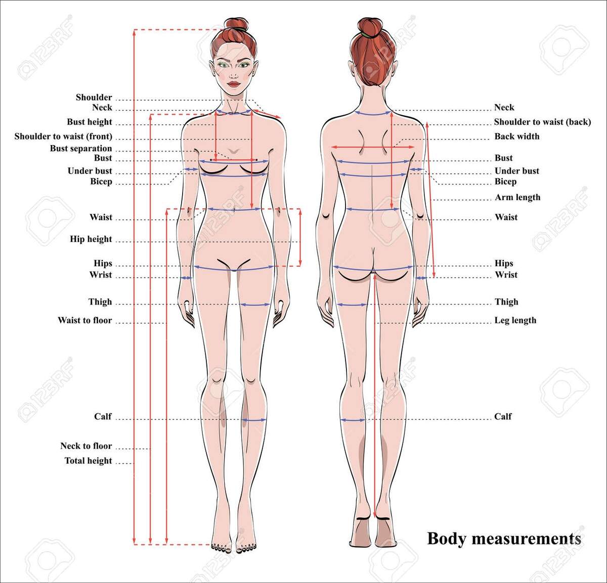 Woman Body Measurement Chart Scheme For Measurement Human Body For Sewing Clothes Female Figure Front And Back Views Vector Royalty Free SVG Cliparts Vectors And Stock Illustration Image 97129691
