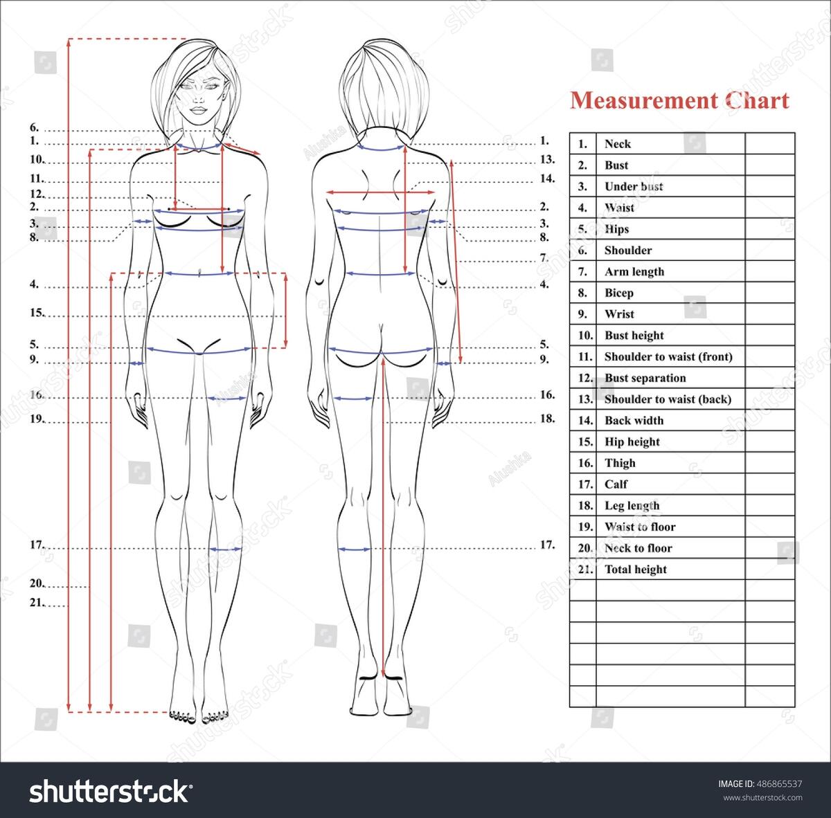 Woman Body Measurement Chart Scheme Measurement Stock Vector Royalty Free 486865537 Shutterstock