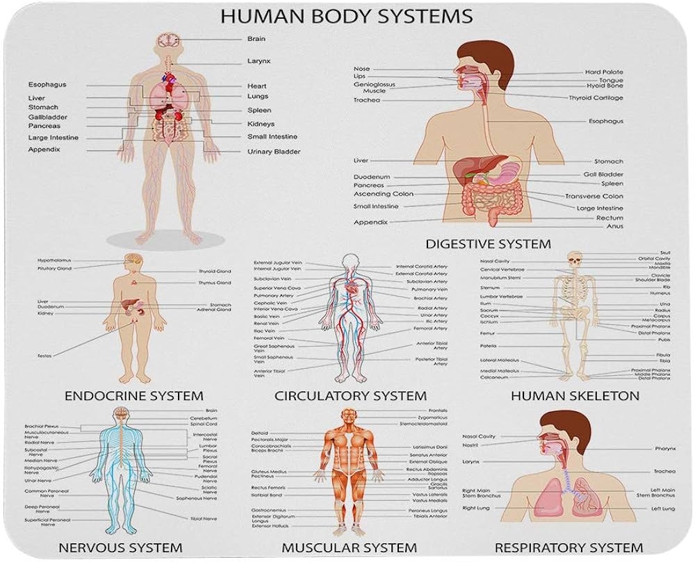 Wozukia Human Body System Mouse Pad Custom Complete Chart Of Different Human Organ System Medical Chart Non Slip Rubber Base Mousepad For Laptop Computer Wireless Mouse 9 5x7 9 Inch Amazon In Computers Accessories Recognizing Major Organs And Structures Of The Body Integrated Human Anatomy And Physiology