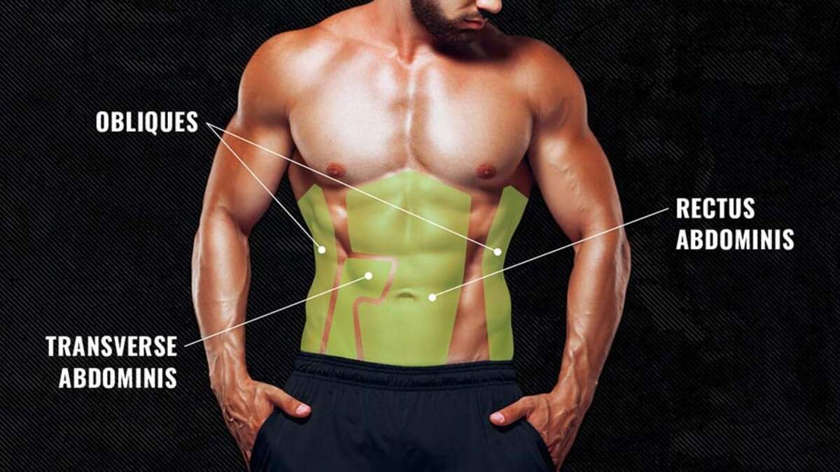 Your Abdominal Muscles Explained And How To Train Them BarBend Your Abdominal Muscles Explained And How To Train Them BarBend