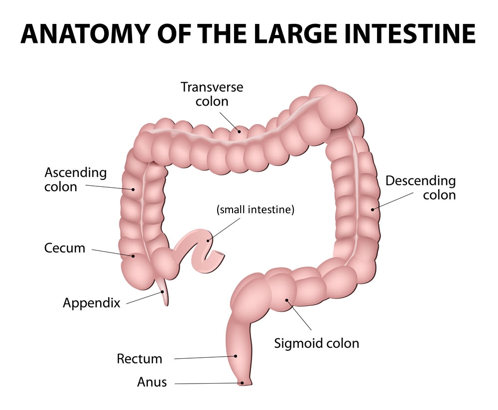 Your Appendix And Parkinson S Disease The Science Of Parkinson S